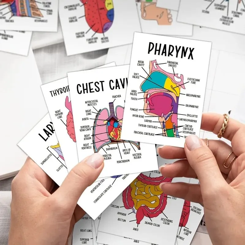 30 PCS Human Anatomy Flash Cards Illustrated Labeled Organ Cards for Nursing Biology & Physiology Students — image 3