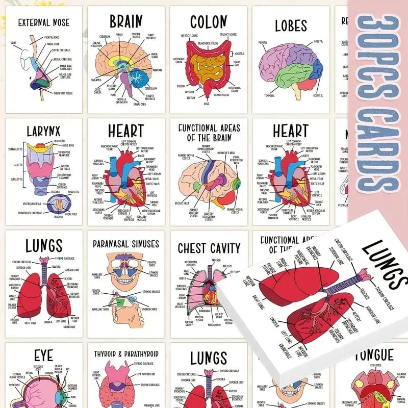 30 PCS Human Anatomy Flash Cards Illustrated Labeled Organ Cards for Nursing Biology & Physiology Students — image 1